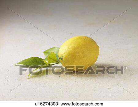 Lemon and basil leaves View Large Photo Image Stock Image - Lemon and basil leaves. Fotosearch