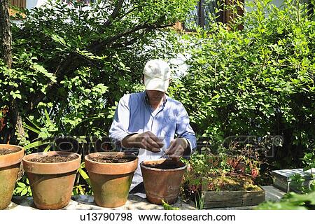 Man potting plants in backyard View Large Photo Image Stock Photo - Man potting plants in backyard. Fotosearch