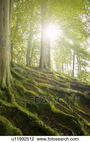 Mossy tree roots on forest hillside View Large Photo Image Stock Image - Mossy tree roots on forest hillside. Fotosearch
