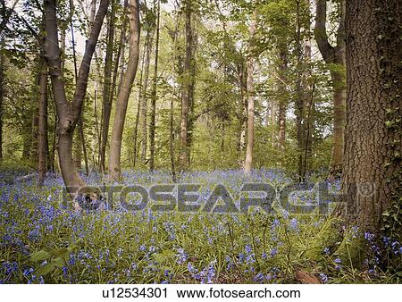 Stock Image - Purple wildflowers growing in forest. Fotosearch