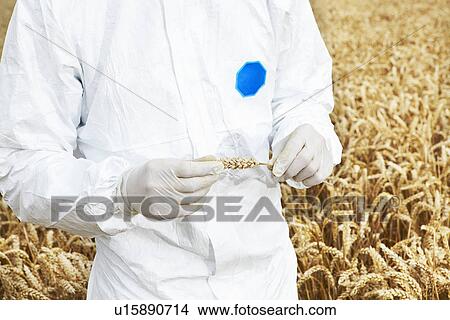 Picture - Scientist examining grains in crop field. Fotosearch