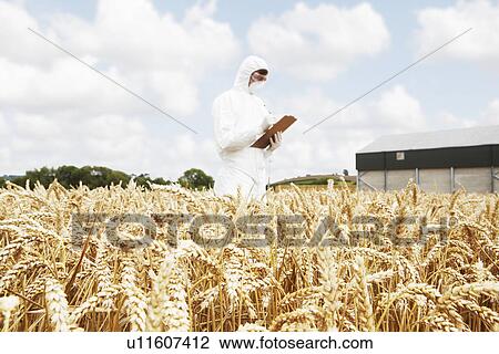 Scientist examining grains in crop field View Large Photo Image Stock Image - Scientist examining grains in crop field. Fotosearch