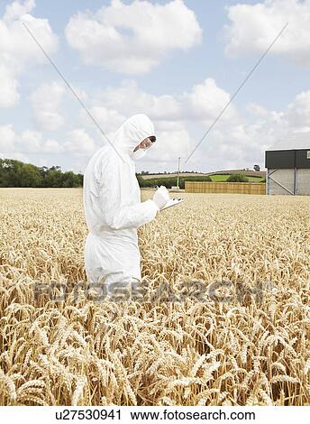 Stock Image - Scientist examining grains in crop field. Fotosearch