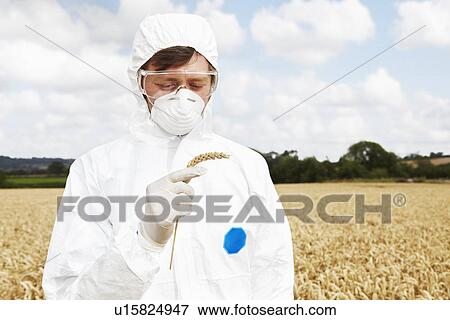 Stock Photo - Scientist examining grains in crop field. Fotosearch