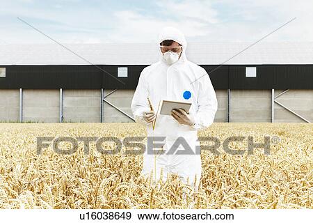 Stock Photo - Scientist examining grains in crop field. Fotosearch