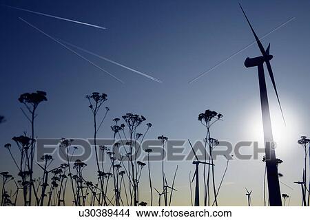 Picture - Silhouettes of plants and wind turbines. Fotosearch