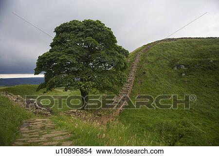 Picture - Stone walls in rural field. Fotosearch
