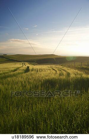 Stock Photograph - Tall grass in rural field. Fotosearch
