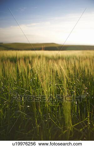 Tall grass in rural field View Large Photo Image Stock Photograph - Tall grass in rural field. Fotosearch