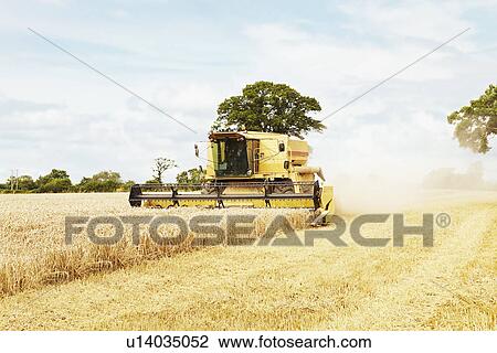Tractor harvesting grains in crop field View Large Photo Image Stock Image - Tractor harvesting grains in crop field. Fotosearch