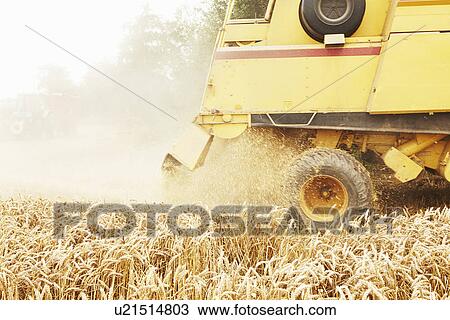 Tractor harvesting grains in crop field View Large Photo Image Stock Image - Tractor harvesting grains in crop field. Fotosearch
