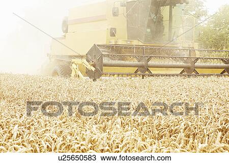 Tractor harvesting grains in crop field View Large Photo Image Stock Image - Tractor harvesting grains in crop field. Fotosearch