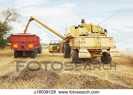 Tractor harvesting grains in crop field View Large Photo Image Stock Photo - Tractor harvesting grains in crop field. Fotosearch