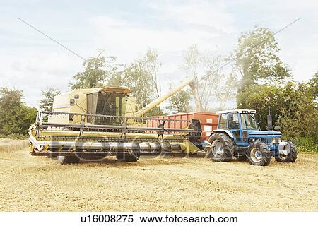 Tractor harvesting grains in crop field View Large Photo Image Stock Photography - Tractor harvesting grains in crop field. Fotosearch