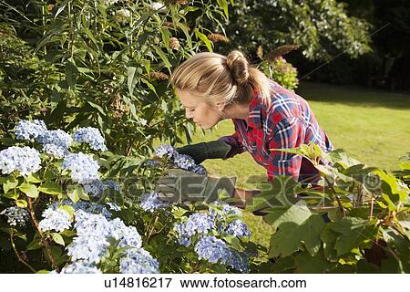 Woman pruning flowers in garden View Large Photo Image Stock Photo - Woman pruning flowers in garden. Fotosearch