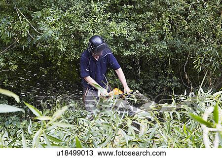 Worker trimming trees in field View Large Photo Image Stock Image - Worker trimming trees in field. Fotosearch
