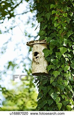 Stock Image - Birdhouse on ivy tree in backyard. Fotosearch
