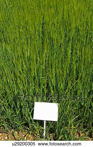 Blank card in field of tall grass View Large Photo Image Stock Photography - Blank card in field of tall grass. Fotosearch