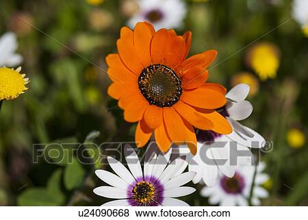 Stock Photo - Close up of bright orange flower. Fotosearch