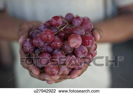 Stock Image - Close up of hands holding grapes. Fotosearch