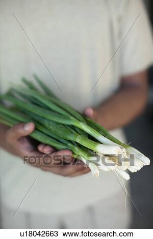 Stock Image - Close up of hands holding green onions. Fotosearch