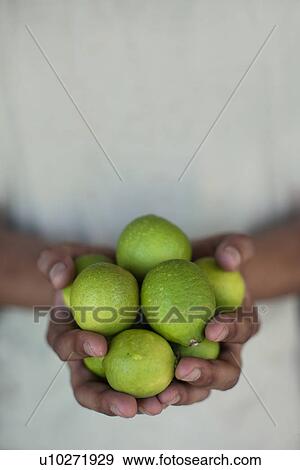 Close up of hands holding limes View Large Photo Image Stock Photo - Close up of hands holding limes. Fotosearch