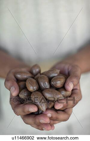 Stock Image - Close up of hands holding nuts. Fotosearch