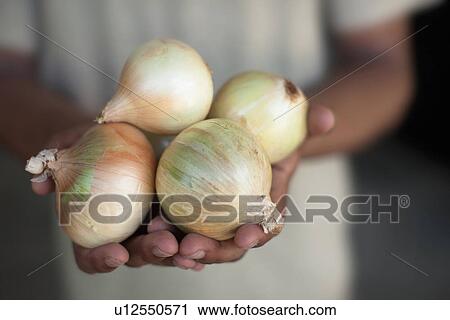 Stock Image - Close up of hands holding onions. Fotosearch