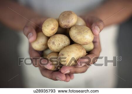 Close up of hands holding potatoes View Large Photo Image Stock Image - Close up of hands holding potatoes. Fotosearch