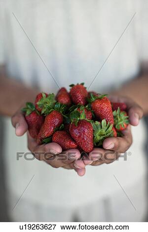 Stock Photo - Close up of hands holding strawberries. Fotosearch