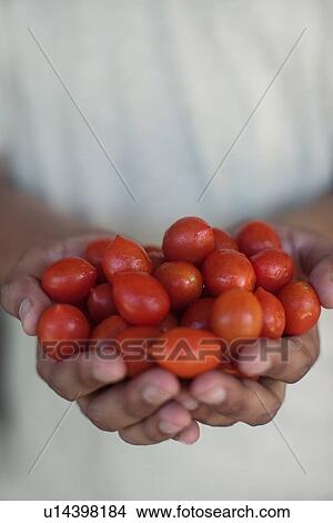 Close up of hands holding tomatoes View Large Photo Image Picture - Close up of hands holding tomatoes. Fotosearch