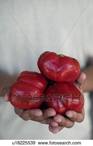Close up of hands holding tomatoes View Large Photo Image Stock Photo - Close up of hands holding tomatoes. Fotosearch