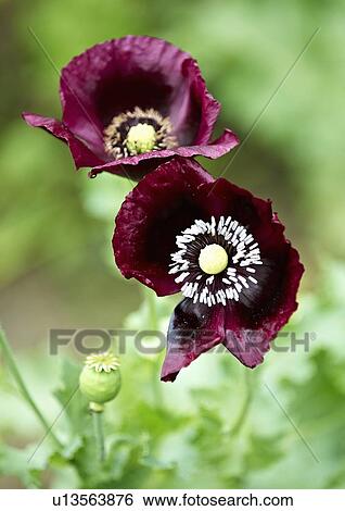 Stock Photograph - Close up of purple flowers outdoors. Fotosearch