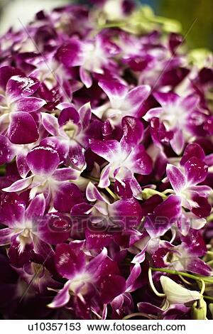 Stock Image - Close up of purple flowers. Fotosearch