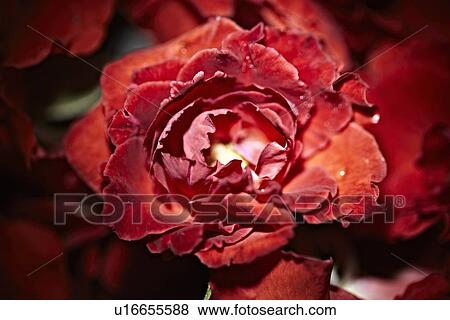 Stock Photo - Close up of red rose for sale at market. Fotosearch