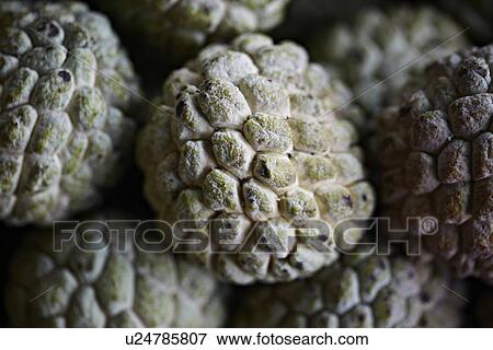 Close up of sugar apple at market View Large Photo Image Stock Photo - Close up of sugar apple at market. Fotosearch