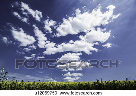 Clouds over grassy rural landscape View Large Photo Image Stock Image - Clouds over grassy rural landscape. Fotosearch