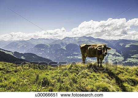 Cow grazing on grassy hillside View Large Photo Image Stock Image - Cow grazing on grassy hillside. Fotosearch