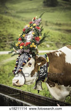 Cow wearing headdress in grassy field View Large Photo Image Picture - Cow wearing headdress in grassy field. Fotosearch
