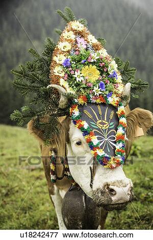 Cow wearing headdress in grassy field View Large Photo Image Stock Photo - Cow wearing headdress in grassy field. Fotosearch