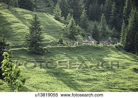Cows walking along grassy hillside View Large Photo Image Stock Photography - Cows walking along grassy hillside. Fotosearch