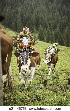 Stock Image - Cows wearing headdresses in grassy field. Fotosearch