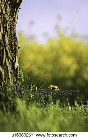 Dandelion growing by tree View Large Photo Image Stock Photo - Dandelion growing by tree. Fotosearch
