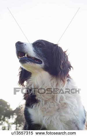 Dog standing outdoors View Large Photo Image Stock Photography - Dog standing outdoors. Fotosearch