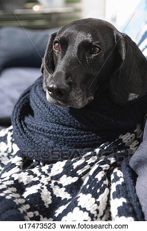 Stock Image - Dog wrapped in knitted blanket on sofa. Fotosearch