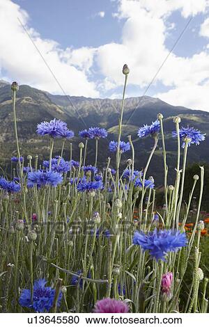 Field of flowers in rural landscape View Large Photo Image Stock Image - Field of flowers in rural landscape. Fotosearch
