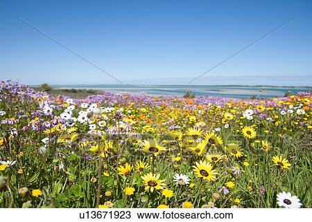 Stock Image - Field of flowers in rural landscape. Fotosearch