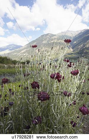 Stock Image - Field of flowers in rural landscape. Fotosearch