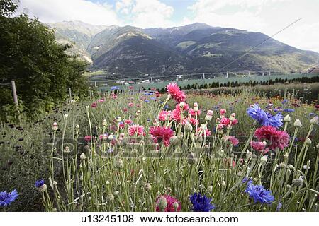 Field of flowers in rural landscape View Large Photo Image Stock Photo - Field of flowers in rural landscape. Fotosearch