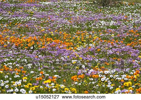 Stock Photo - Field of flowers in rural landscape. Fotosearch